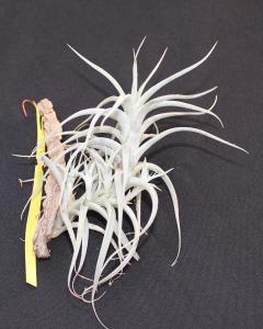 Tillandsia albida- szilfán