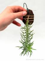 Tillandsia araujei