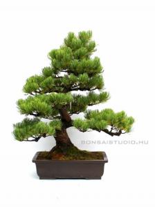 Pinus parviflora 02.