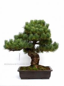 Pinus parviflora 03.