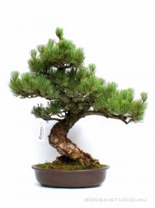 Pinus parviflora 04.