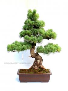 Pinus parviflora 05.