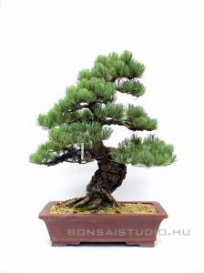 Pinus parviflora 08.