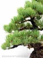 Pinus parviflora 08.