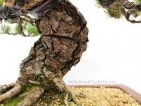 Pinus parviflora 08.}
