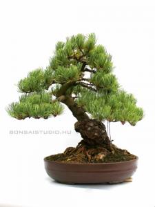 Pinus parviflora 09.
