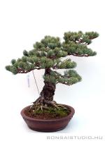Pinus parviflora 10.