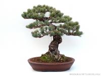 Pinus parviflora 10.