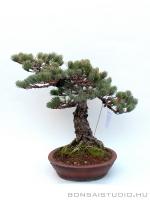 Pinus parviflora 10.}