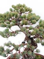 Pinus parviflora 10.}