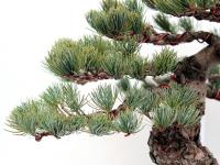 Pinus parviflora 10.}