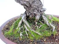 Pinus parviflora 10.}