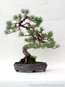 Pinus parviflora 11.