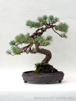 Pinus parviflora 11.