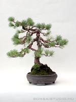 Pinus parviflora 11.}