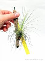 Tillandsia filifolia