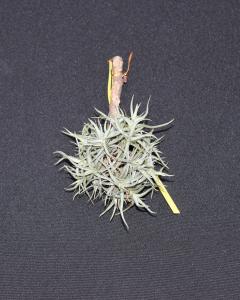 Tillandsia funebris- szilfán