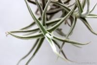 Tillandsia paleacea- szilfán