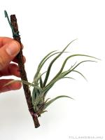 Tillandsia pruinosa- szilfán