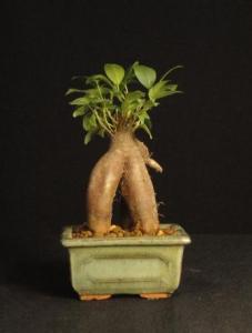 Ficus ginseng- Fikusz 10B (10cm-es tálban)