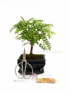 Bonsai ajándék csomag 15.