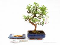 Bonsai ajándék csomag 17.