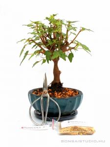 Bonsai ajándék csomag 21
