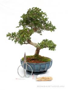 Bonsai ajándék csomag 23.