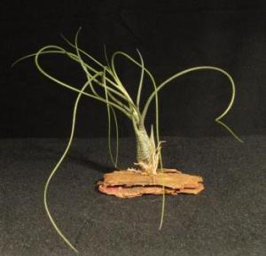 Tillandsia butzii- vörösfenyő talpon