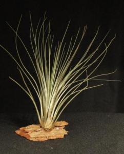 Tillandsia juncea- vörösfenyő talpon