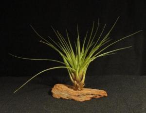 Tillandsia melanocrater var. tricolor- vörösfenyő talpon