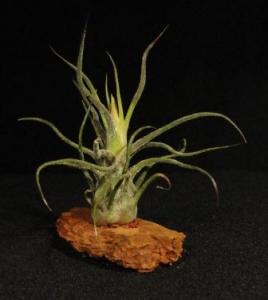 Tillandsia pruinosa- vörösfenyő talpon