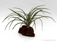 Tillandsia velutina- vörösfenyő talpon
