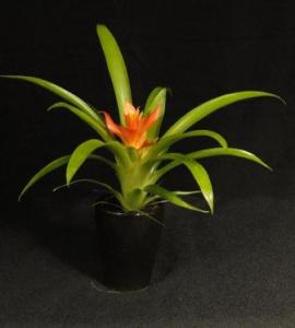 Mini  bromélia 02.