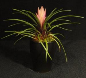 Mini  bromélia 03.