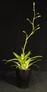 Mini  bromélia 04.