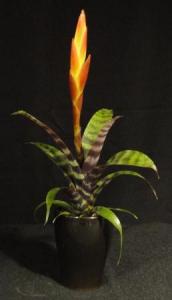 Mini  bromélia 05.