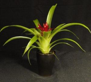 Mini  bromélia 06.