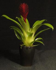 Mini  bromélia 07.