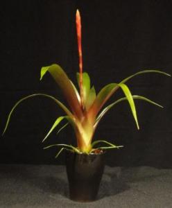 Mini  bromélia 09.