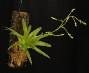 Mini bromélia parafán 01.