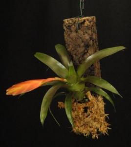 Mini bromélia parafán 03.