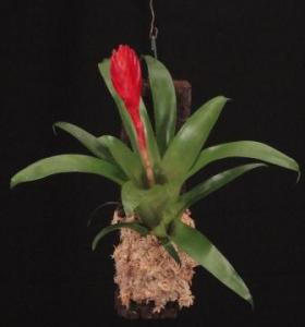 Mini bromélia parafán 10.