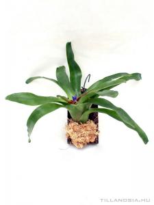 Mini bromélia parafán 12.