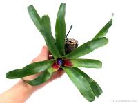Mini bromélia parafán 12.