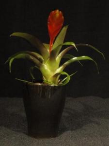 Mini  bromélia 10.
