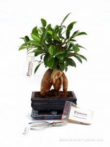 Bonsai ajándék csomag 26.