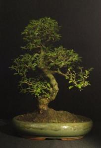 Carmona macrophylla- Borágófa, karmóna 39S (39 cm-es ovális tálban)