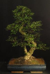 Carmona macrophylla- Borágófa, karmóna 40S (40 cm-es tálban)
