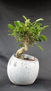 Ficus retusa- Gumifa- Iroda